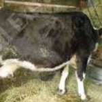 Eladó a képen látható tehén borjával fotó