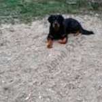 Rottweiler szuka 6 honapos eladó fotó