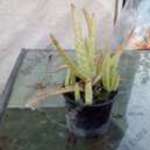 Aloe vera, 31 db, kis müanyag cserépben fotó