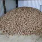 Étkezési burgonya eladó (homoki) fotó