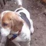 Elveszett világos színű beagle pár fotó
