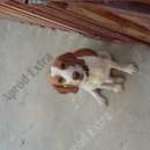 Beagle kan 7hónapos kölyök kutyus eladó Kaposváron fotó