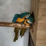 Kék - sárga ara költőpár eladó! fotó