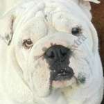 Angol bulldog mix 2, 5éves szuka eladó fotó