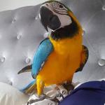 Kék és arany macaw papagájok. fotó