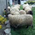 Még több birka bárány vásárlás