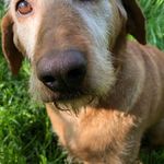 Molly - kedves, bújós családi kutya fotó
