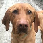 Zénó - bánatos szemű, kedves, igazi családi kutya fotó