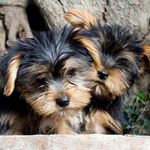 Még több kölyök yorkshire terrier vásárlás