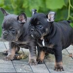 Még több francia bulldog kölyök vásárlás