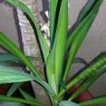 Yuccapálma-kilencven centiméter fotó