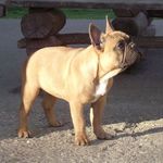 vörös francia bulldog kan fotó