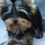 Extra mini yorkshire terrier elad