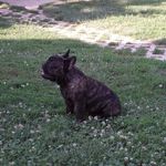 8 hónapos csíkos francia bulldog kanok szerető családot keresnek fotó