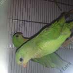 3 barraband papagáj családi okok miatt eladó fotó