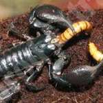 Ázsiai óriás skorpió eladó jó helyre fotó