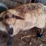 2 hónapos jerke (nőstény) bárány eladó fotó