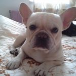 Eltűnt Francia Bulldog fotó