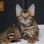 Adorable Bengal Kitten available fotó