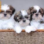 2 hónapos miniatűr shih tzu kölykök jó akciós áron fotó