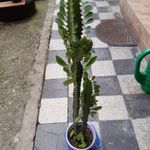Euphorbia kaktusz, Kutyatej fotó