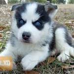 Adorable Blue Eyed Siberian Husky Puppies For Sale fotó