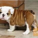 Cute and Adorable English bulldog Puppies for Adoption fotó