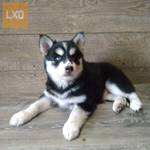 Adorable Siberian Husky Pups For Sale fotó