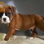 Cute Boxer Puppies fotó