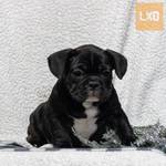 AKC quality French Bulldog Puppy for free adoption!!! fotó