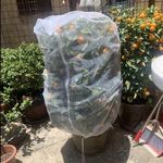 Kerti növénytakaró védőháló rovarok ellen - 100 x 150 cm fotó