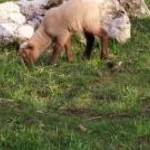 Nagyon aranyos báránykák gazdit keresnek! fotó