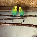 Standard hullámos papagájok eladók! fotó