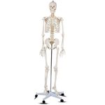 Anatómiai csontváz modell állvánnyal fotó