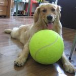 Óriás teniszlabda kutyajáték (24 cm) fotó
