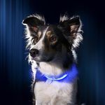 LED kutya nyakörv világító kutyanyakörv kék XL fotó