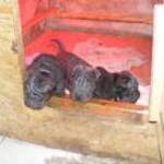 Shar- pei kiskutyák eladók fotó
