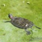 Még több szárazföldi teknős vásárlás
