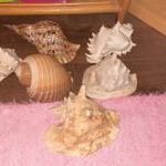 Eladó hagyatékból gyűjtőknek nagyon szép tengeri kagyló-csiga gyűjtemény 6 db gyönyörű nagy példány fotó