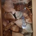 Eladó hagyatékból gyűjtőknek nagyon szép tengeri kagyló-csiga-ásvány gyűjtemény fotó