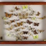 1P110 Pillangó lepke preparátum 40 darabos gyűjtemény keretben 39 x 8 x 60 cm fotó