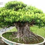 Bengáli fikusz 5 db mag kiválóan alkalmas bonsai nevelésre fotó