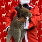 Benett kenguru szelíd legényke gazdit keres! fotó
