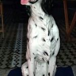 Impozáns 90cm Modern Olasz egyedi porcelán kerámia szobor Dalmata kutya hosszúszőrű vintage fotó