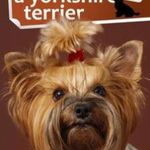 VARGA MÓNIKA - 1x1 - A yorkshire terrier fotó