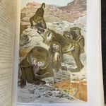 1901 Brehm: Az állatok világa 1-10 kötet TELJES szép, korabeli díszkötésben, gazdag képanyaggal *311 fotó