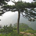 KÍNAI TÁBLÁSFENYŐ - Pinus tabuliformis magok (5+) RITKASÁG - W 177 fotó