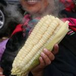 Óriás Perúi fehér csemege kukorica (Giant Peruvian Cusco)magok!12db mag különlegesség! fotó