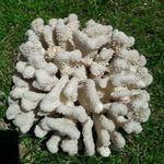 Fehér természetes korall, beágyazott csigával akváriumba eladó: 24 cm, 1, 8 kg fotó