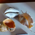 Három tengeri csiga együtt / akvárium dísz fotó